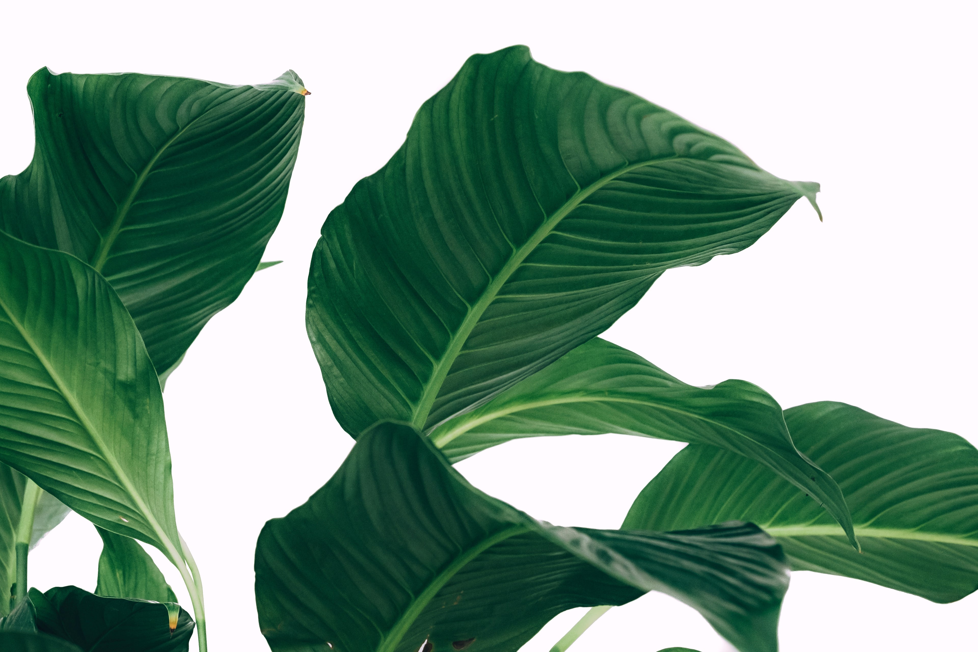 Peace Lily leaves